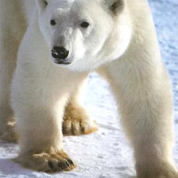 Polar-Bear-Pics-1